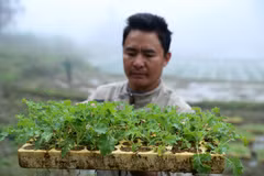 Cây giống cải xoăn Kale được chăm sóc cẩn thận. (Ảnh: Quốc Khánh/TTXVN)