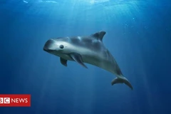 Cá heo vaquita. (Nguồn: BBC)