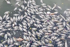 Ảnh minh họa.(Nguồn: TTXVN)