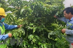 Vùng nguyên liệu càphê được chăm sóc theo chuẩn Organic cho năng suất cao. (Ảnh: Hồng Điệp/TTXVN) 