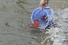 Trong mâm cơm cúng, người Việt thường chuẩn bị thêm cá chép đựng trong chậu nước, sau khi cúng xong, người dân sẽ đem thả phóng sinh ở sông, hồ. (Ảnh: Hoàng Hiếu/TTXVN) 