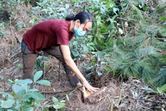 Người dân bức xúc chỉ những gốc thông nhuốm nhựa đỏ. (Ảnh: Công Tường/TTXVN)