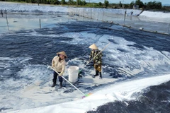 Công nhân vệ sinh ao lắng lọc tại khu nuôi công nghệ cao của Hợp tác xã nông nghiệp Quyết Thắng, thành phố Bà Rịa. (Ảnh: Hoàng Nhị/TTXVN) 