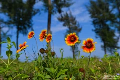 Hoa cúc biển. (Nguồn: Báo Nghệ An)