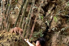 Cán bộ Hạt Kiểm lâm huyện Lạc Sơn chăm sóc, bảo vệ đàn khỉ vàng. (Ảnh: Thanh Hải/TTXVN)