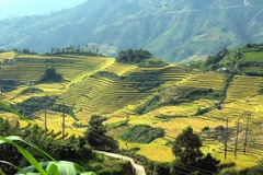 Sắc vàng rực rỡ được bao phủ hút tầm mắt đan xen giữa núi rừng Tây Bắc báo hiệu một mùa bội thu, mùa ấm no của đồng bào các dân tộc vùng biên cương Tổ quốc. 