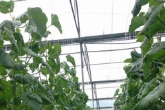 Sản phẩm dưa lưới trồng theo tiêu chuẩn Vietgap tại Bà Rịa-Vũng Tàu. (Ảnh: TTXTĐT)