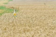 Một cánh đồng lúa mì ở làng Mala Dyvitsya, Ukraine. (Ảnh: AFP/TTXVN)