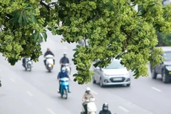 Hoa sữa. (Nguồn: Vietnam+)