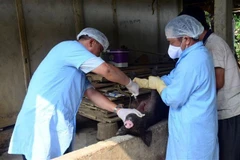 Ảnh minh họa. (Nguồn: TTXVN)