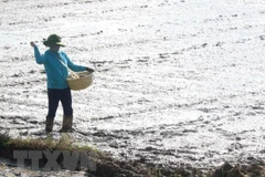 Ảnh minh họa. (Nguồn: TTXVN)