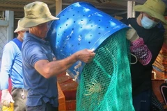 Người dân ở phường Xuân Thành, thị xã Sông Cầu (Phú Yên) xuất bán tôm hùm. (Ảnh: Xuân Triệu/TTXVN) 