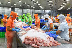 Chế biến cá tra xuất khẩu. (Ảnh: Văn Trí/TTXVN) 