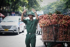 Từ sáng sớm, lực lượng bộ đội đã túc trực làm nhiệm vụ điều tiết giao thông để bà con chở vải đi tiêu thụ thuận lợi. (Ảnh: Danh Lam/TTXVN) 