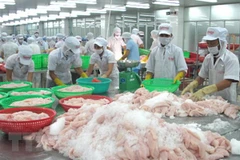 Chế biến cá tra xuất khẩu ở Tiền Giang. (Ảnh: Minh Trí/TTXVN)