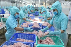 Chế biến cá tra xuất khẩu. Ảnh minh họa. (Ảnh: Vũ Sinh/TTXVN)