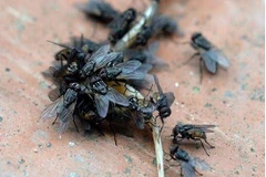 Hàn Quốc áp dụng pháp y côn trùng trong điều tra tội phạm