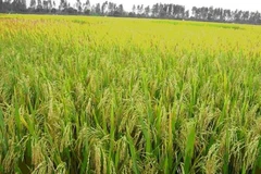  Ảnh minh họa. (Nguồn: cantho.gov.vn)