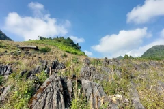 Ngôi nhà của đồng bào Mông nổi bật trên bạt nương đá cổ trồng xen cây ngô đã qua mùa thu hoạch. (Ảnh: TTXVN phát) 