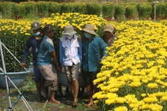 Vận chuyển hoa lên các xe tải đưa đi tiêu thụ. (Ảnh: Hoàng Nhị/TTXVN)