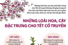 [Infographics] Những loài hoa, cây đặc trưng cho Tết cổ truyền