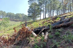 Hiện trường một vụ phá rừng tại Lâm Đồng. (Nguồn: TTXVN)