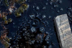 Bong bóng chứa khí methane trong một khu vực đầm lầy. Ảnh minh họa. (Nguồn: Reuters)