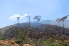 Ảnh chỉ có tính minh họa. (Nguồn: Vietnam+)