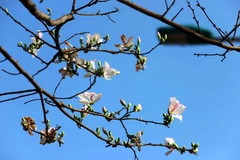 Hoa ban nở trắng khắp các lối đi, một sắc trắng tinh khôi quyến rũ như muốn níu lòng du khách khi đặt chân lên vùng đất này. (Ảnh: Quang Quyết/TTXVN) 