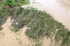 Lũ lên nhanh làm ngập úng rau màu của người dân ven sông đoạn chảy qua thành phố Lào Cai. (Ảnh: Quốc Khánh/TTXVN) 