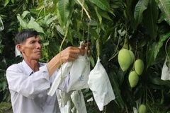 Nông dân chăm sóc xoài Cao Lãnh (Ảnh: TTXVN phát) 