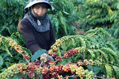 Thu hoạch càphê ở Đắk Lắk. (Ảnh: Dương Giang/TTXVN) 