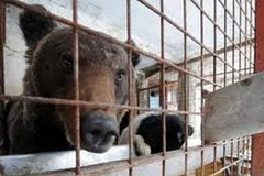 Ảnh minh họa. (Nguồn: AFP)