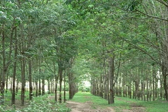 Ảnh minh họa. (Nguồn: Internet)