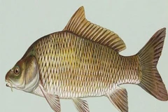 Cá chép. (Nguồn: Internet)