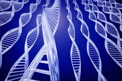 Ảnh minh họa. (Nguồn: Internet)