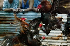 Ảnh minh họa. (Nguồn: Internet)