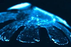 Ảnh minh họa. (Nguồn: Internet)