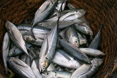 Ảnh minh họa. (Nguồn: edibleblog.com)