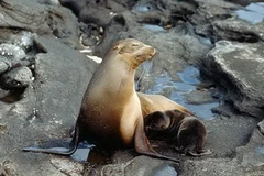 Sư tử biển. Ảnh minh họa. (Nguồn: Internet)