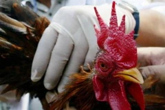 Ảnh minh họa. (Nguồn: AFP)