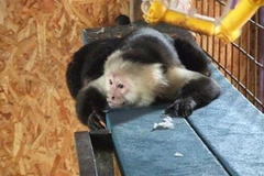 Ảnh minh họa. (Nguồn: Internet)