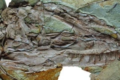 Dấu vết hóa thạch khủng long có lông vũ bao phủ. (Nguồn: NY Times)