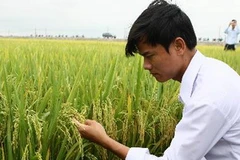 Ảnh minh họa. (Nguồn: Hồ Cầu/TTXVN)