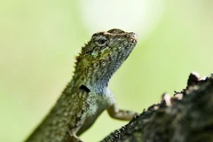 Kỳ nhông. Ảnh minh họa. (Nguồn: Internet)