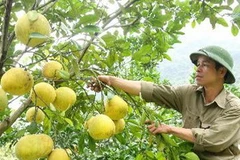 Ảnh minh họa. (Nguồn: Đoàn Huệ/TTXVN)