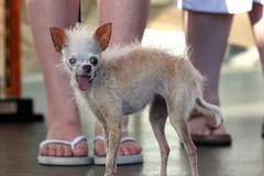 Chú chó Yoda. (Nguồn: Getty)