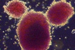 Tế bào mầm. (Nguồn: Internet)