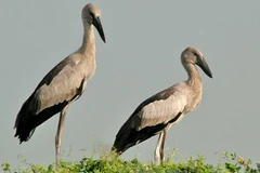 Đàn cò ốc ở Vườn quốc gia Tràm Chim. (Nguồn: Nguyễn Văn Trí/Vietnam+)