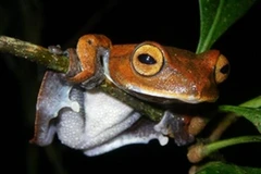 Loài ếch bay ma cà rồng. (Nguồn: Internet)